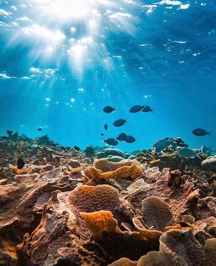 ホテル Coral Castle - Goidhoo Maldives エクステリア 写真